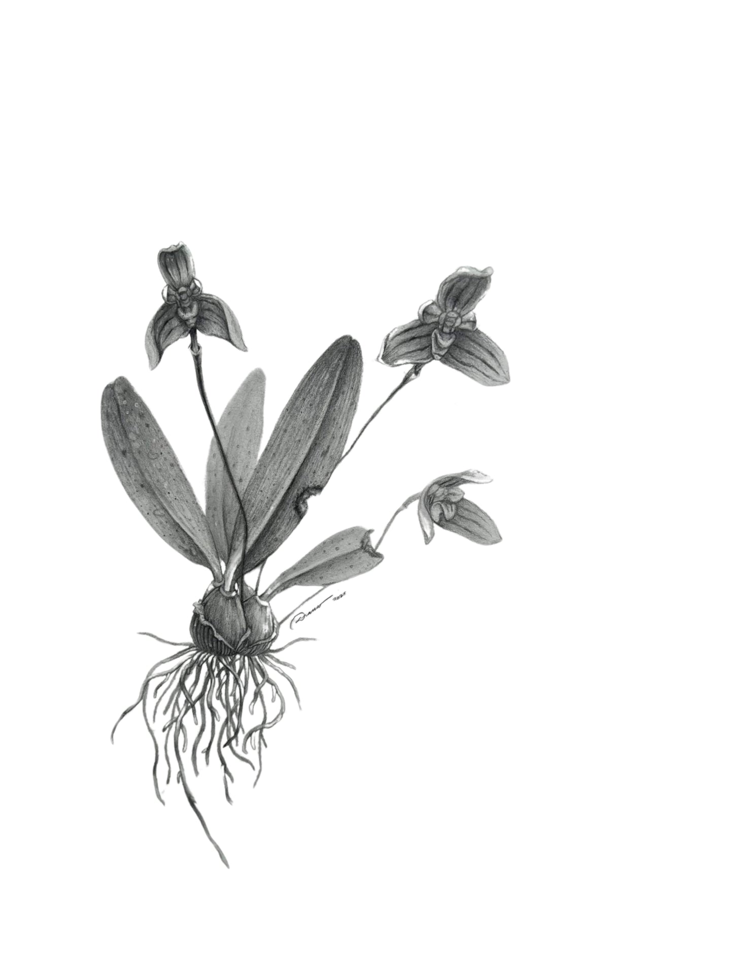 Bulbophyllum pelseri