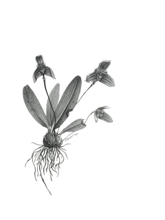 Bulbophyllum pelseri