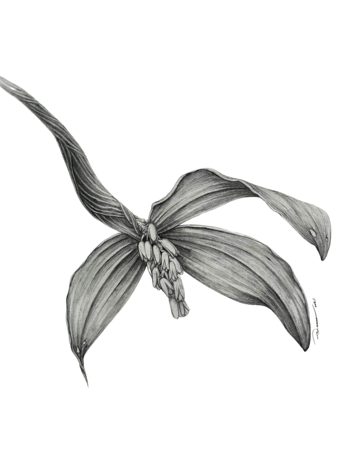 Pinalia campanulata