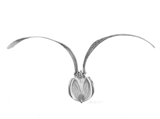 Dipterocarpus alatus winged fruit