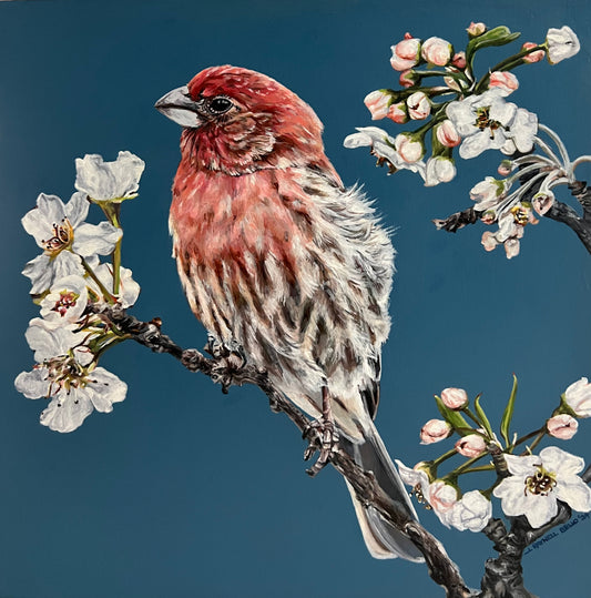 Haemorhous mexicanus