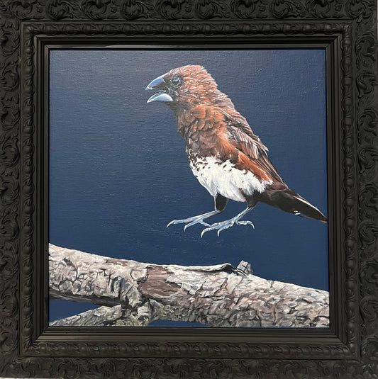 Lonchura leucogastra