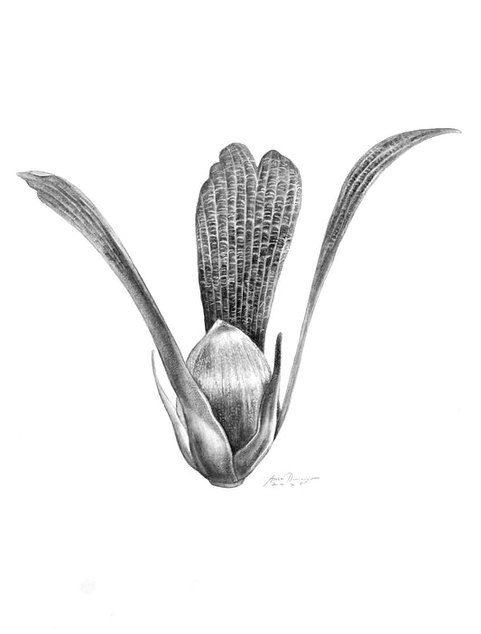 Shorea contorta winged fruit