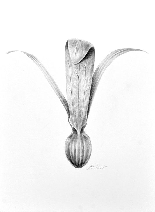 Triplaris cumingiana winged fruit