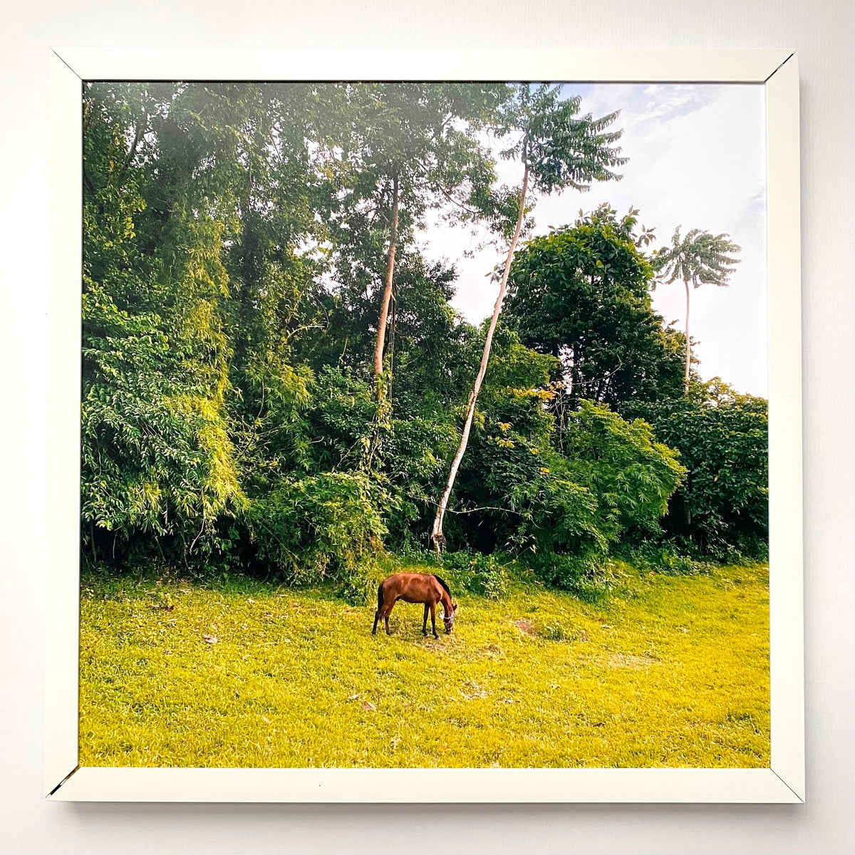 The Horse