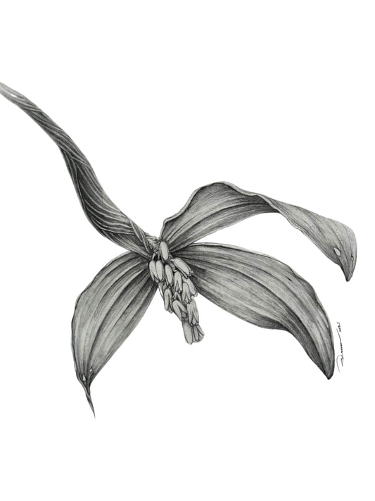 Pinalia campanulata
